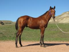 Paddys Gin Simba JW <BR> AQHA 5820154